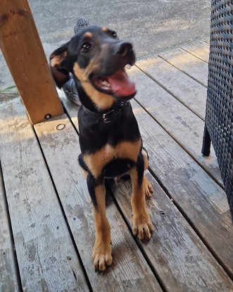 Adopter Clint