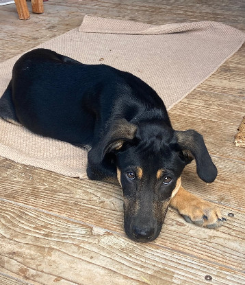 Adopter Clint