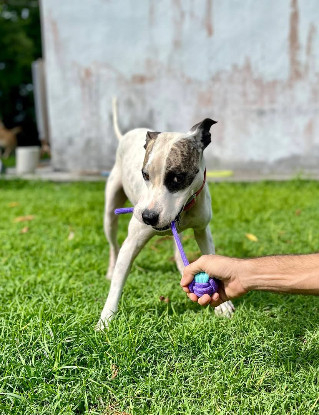 Adopter Hanae