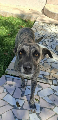 Adopter Donna