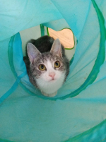 Adopter  chat : Aglae et azalee
