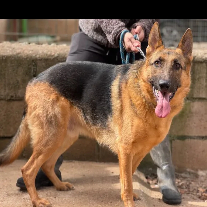Adopter Sultan