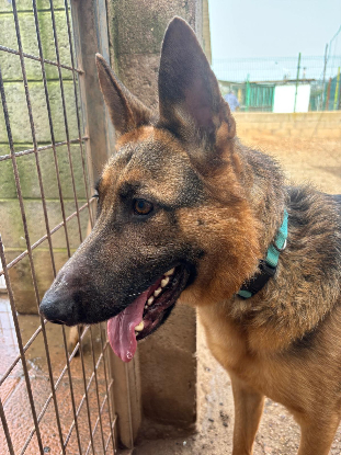 Adopter Sultan