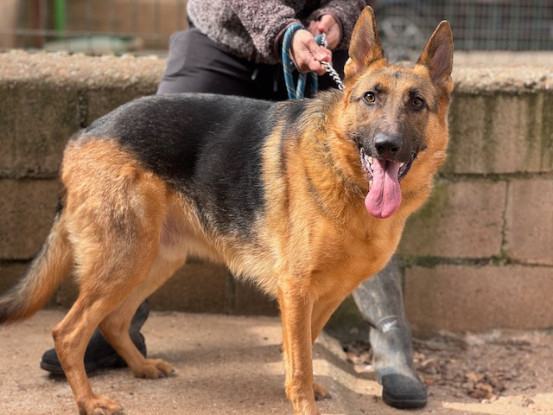 Adopter Sultan