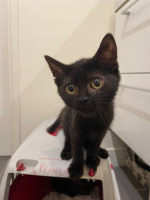 Adopter  chat : Booba