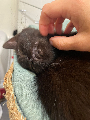 Adopter Booba