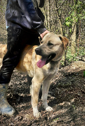 Adoption Bruce