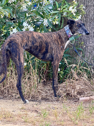 Adopter Nara