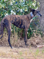 Adopter  chien : Nara