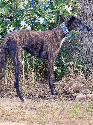 Adopter Nara