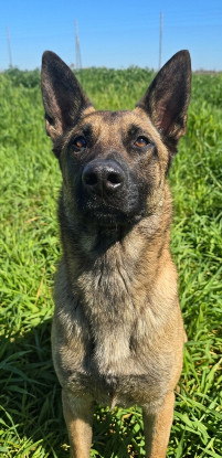 Adopter Ragnar