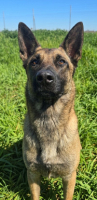 Adopter  chien : Ragnar