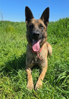 Adopter Ragnar