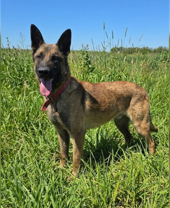 Adopter Ragnar
