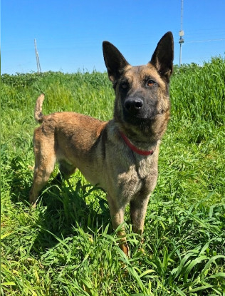 Adoption Ragnar