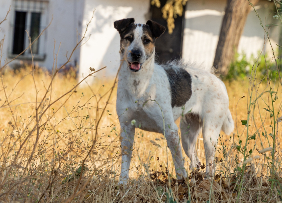 Adopter Kira
