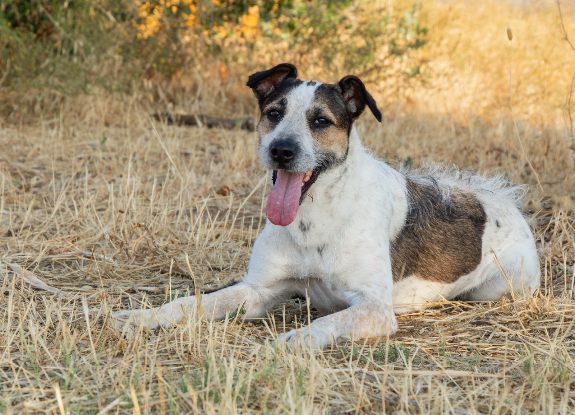 Adoption Kira