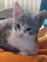 Adopter  chat : Mélia