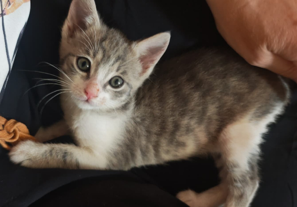 Adopter Mélia