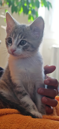 Adopter Mélia