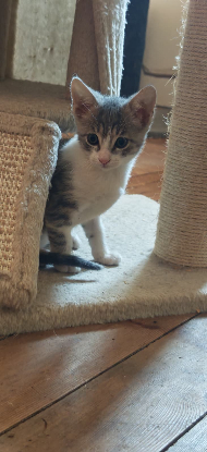 Adoption Mélia