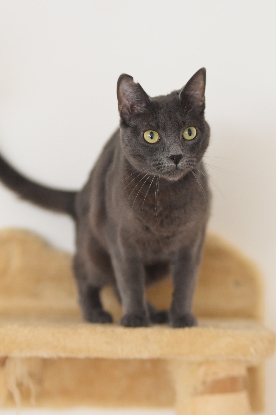 Adopter Catinesa