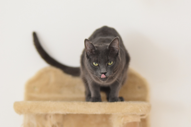 Adopter Catinesa