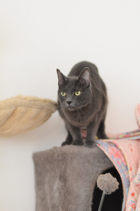 Adoption Catinesa