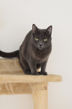 Adoption Catinesa