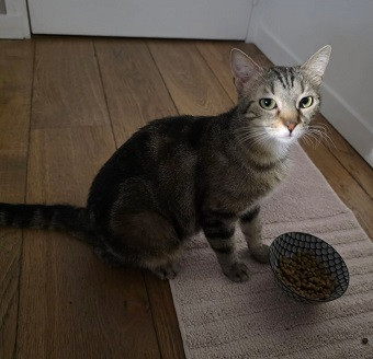 Adopter Shiva