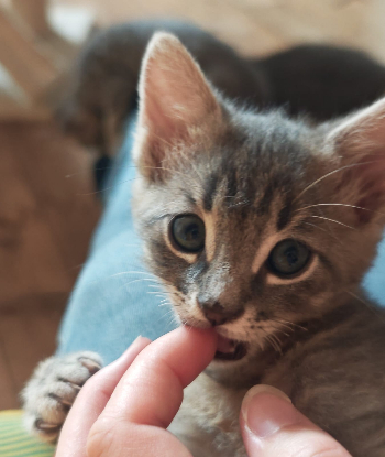 Adopter Binky