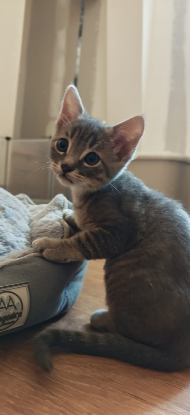 Adopter Binky