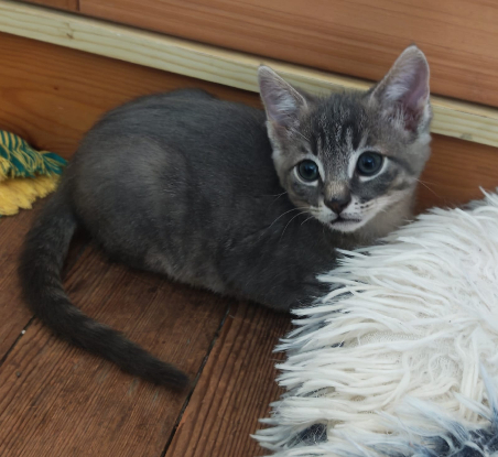 Adopter Binky