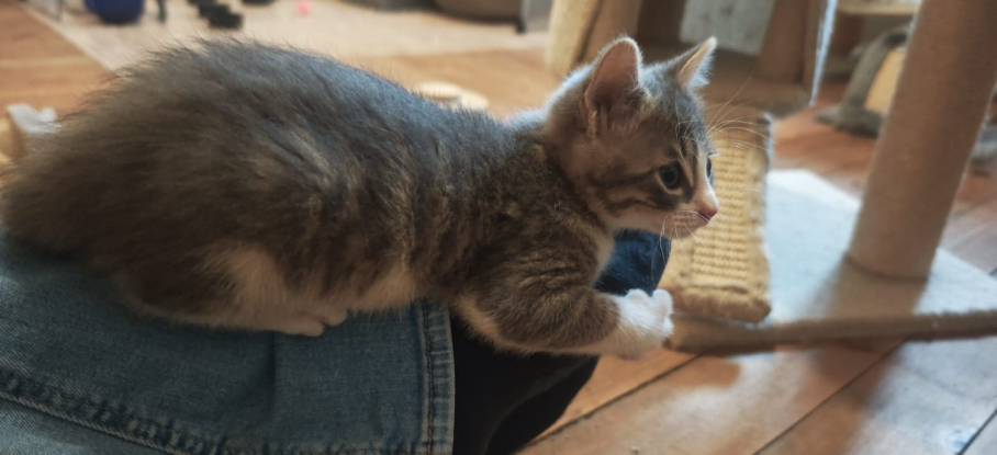 Adoption Binky