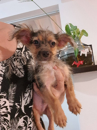 Adopter Problème
