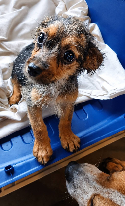 Adopter Problème