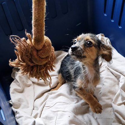 Adopter Problème