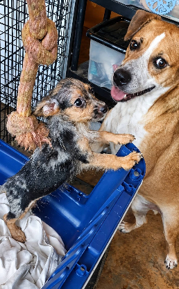 Adoption Problème