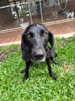 Adopter  chien : Marcus