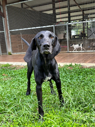 Adopter Marcus