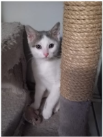 Adopter  chat : Anat