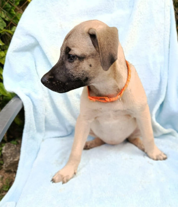 Adopter Wylla