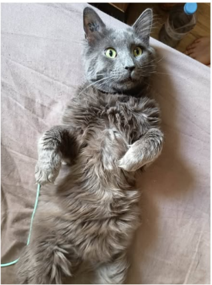 Adopter Mike