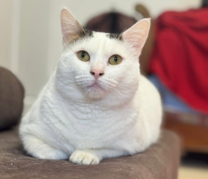 Adopter  chat : Mimi