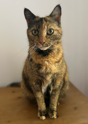 Adopter Minouche