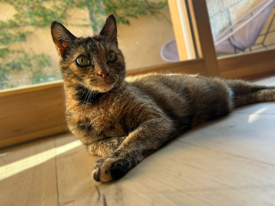 Adopter Minouche