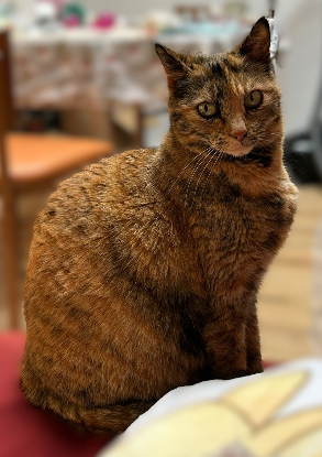 Adopter Minouche