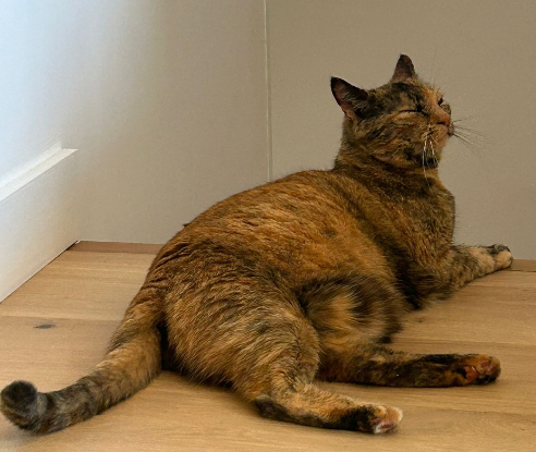 Adoption Minouche