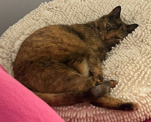 Adoption Minouche