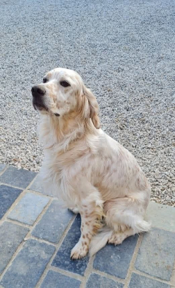 Adopter Falco